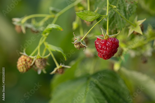 Close-up of a ripe red raspberry hanging on a branch with green leaves in a garden on a sunny day. Concept of organic fruit farming, healthy eating, and natural seasonal harvest