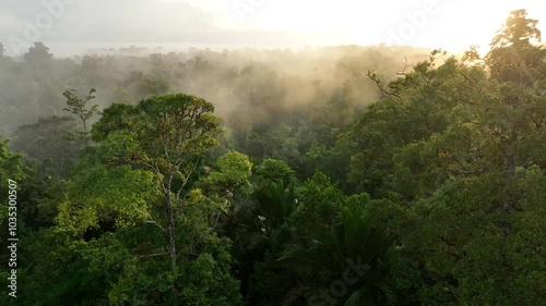 Aerial view of lush tropical forest at dawn with mist and serene morning light, Siberut Island, Indonesia. photo