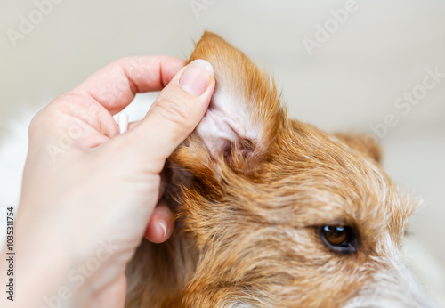 Owner checking and cleaning her healthy dog's ear, pet care background