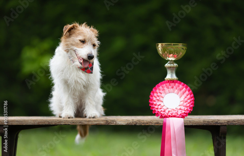 Cute happy dog with a winner trophy and ribbon, successful competition background photo