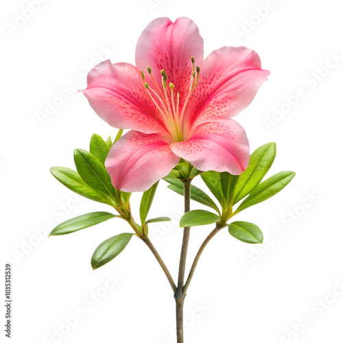 Close-up of Azalea with stem and leaves isolated on a transparent background