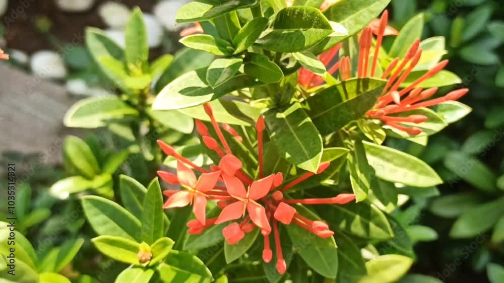 red ashoka flowers