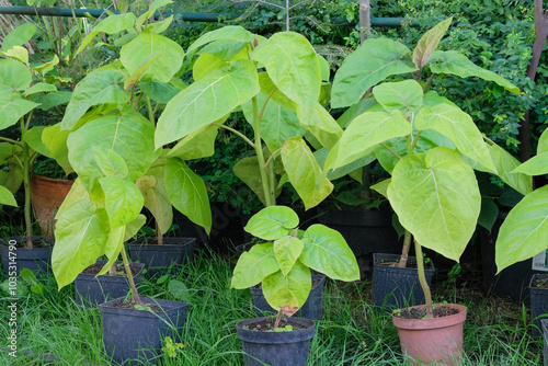 Seedlings Cyphomandra in a pots. Plants in garden. Seedling in green house. Greenery. photo