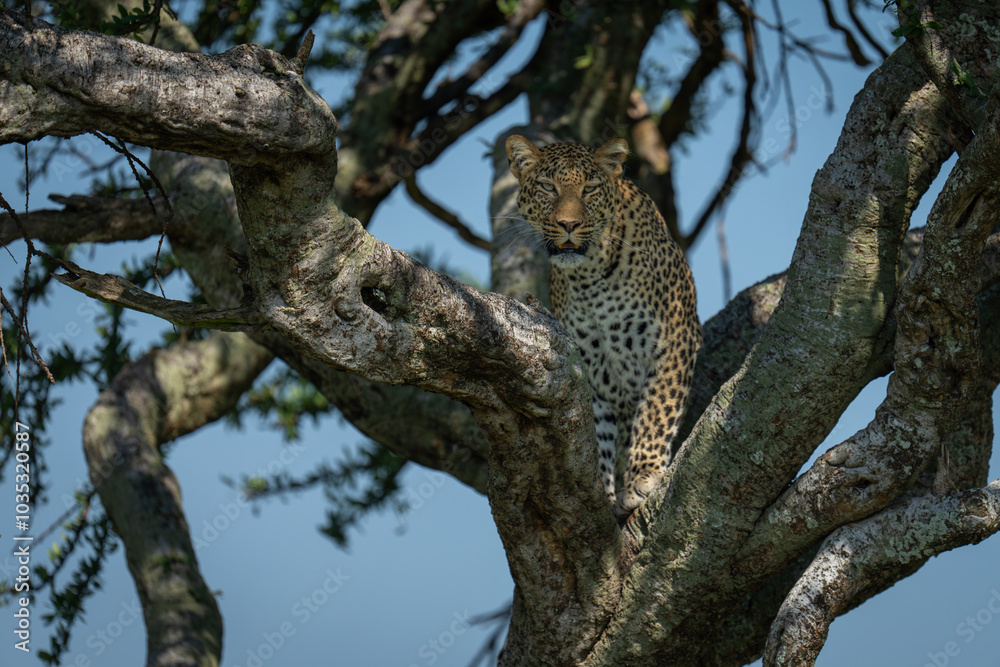 Obraz premium Female leopard stands in tree watching camera