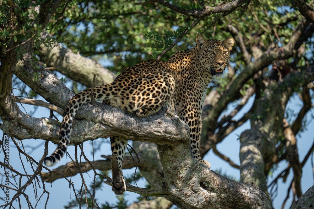 Female leopard sits on branch dangling leg Female leopard sits on branch dangling leg