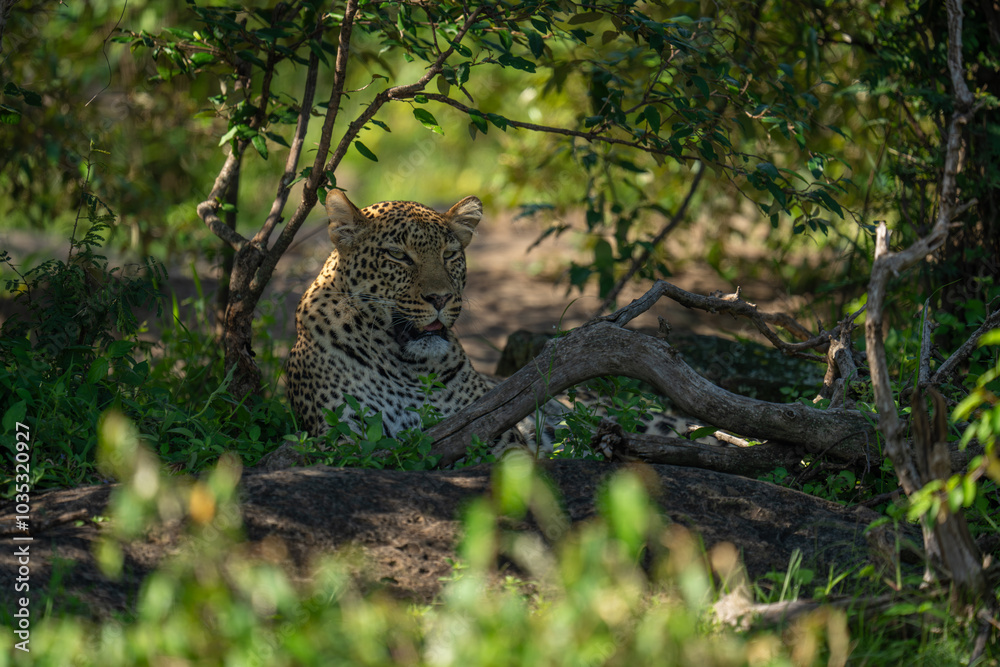 Female leopard lies behind branch in bushes Female leopard lies behind branch in bushes