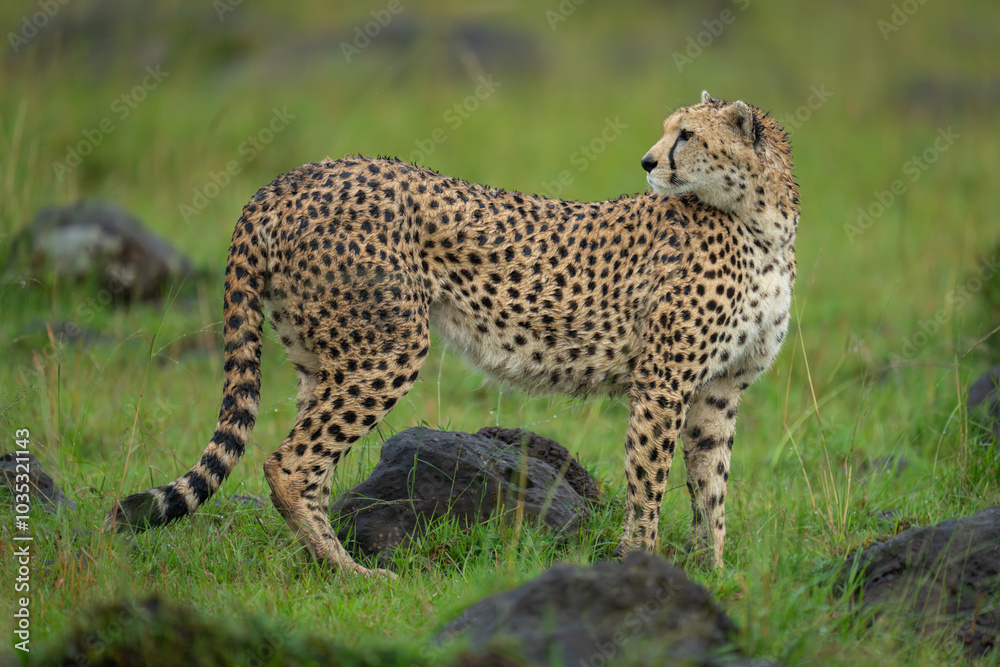 Female cheetah stands turning to look back Female cheetah stands turning to look back