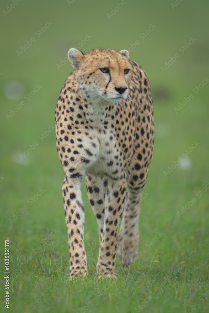 Female cheetah stands turning head on grass Female cheetah stands turning head on grass