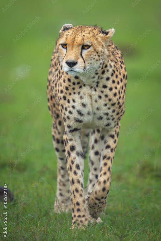 Female cheetah walks toward camera lifting forepaw Female cheetah walks toward camera lifting forepaw