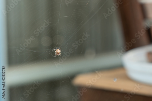 A spider spins a web in a house and waits for its prey in the middle of the web.