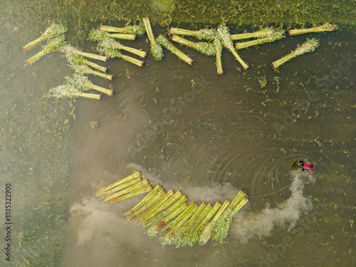 Aerial view of vibrant jute fields and tranquil water bodies, Islampur, Bangladesh. photo