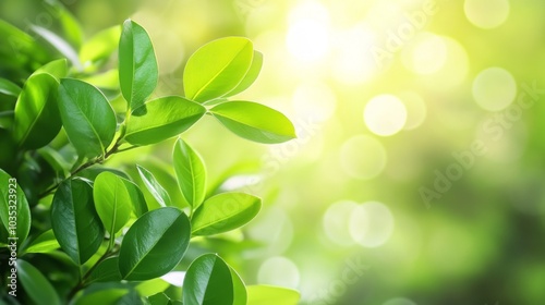 Close-up of Lush Green Leaves with Sunlit Background