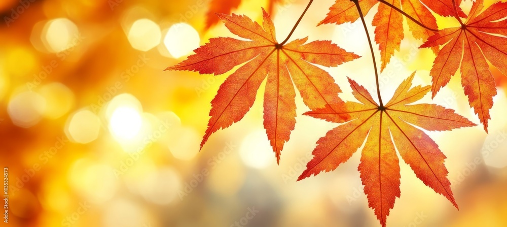 Golden Autumn Vibrant Maple Leaves Glowing in Warm Sunlight, Autumnal Nature Background Golden Autumn Vibrant Maple Leaves Glowing in Warm Sunlight, Autumnal Nature Background