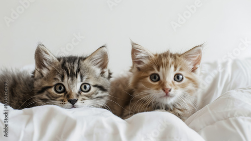 Two kittens are laying on a white blanket, one of which is brown