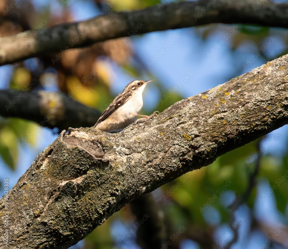 Brown Creeper Brown Creeper
