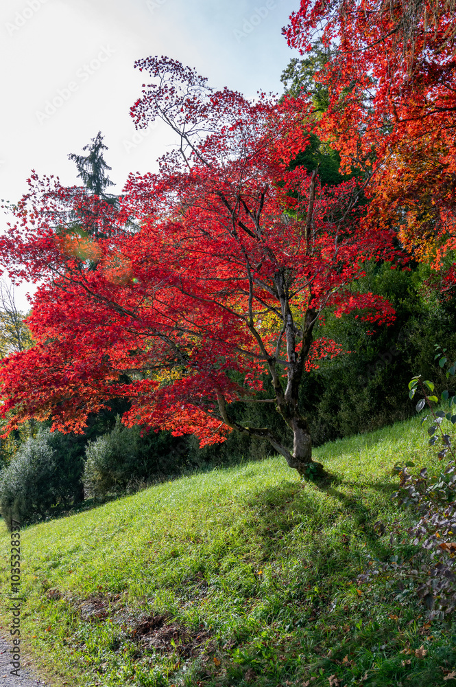 Herbstlich gefärbter Japanischer Ahorn Baum Herbstlich gefärbter Japanischer Ahorn Baum