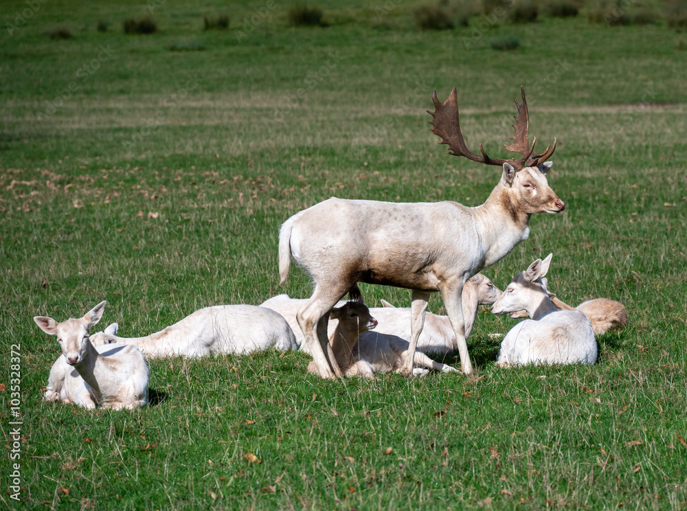 Weiße Hirsche in einem Wildgehege Weiße Hirsche in einem Wildgehege