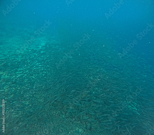 school of sardine fish forming over reef  in Oslob Cebu Philippines - Concept of Nature, Travel, Animal, Tourism, Must Do, Snorkeling