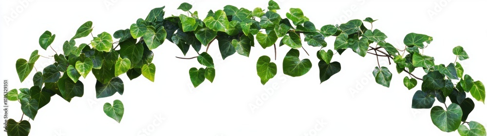 Green Ivy Vine. Green Ivy Vine.