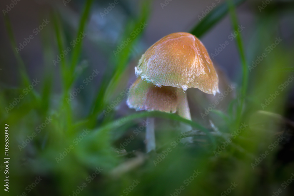 tawny grisette close up in morning light tawny grisette close up in morning light