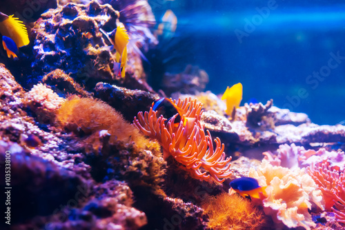 Tropical marine fish on a coral reef. photo