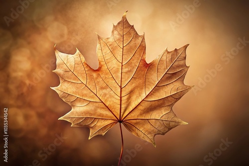 Tilted angle outlined fall maple leaf with sepia background