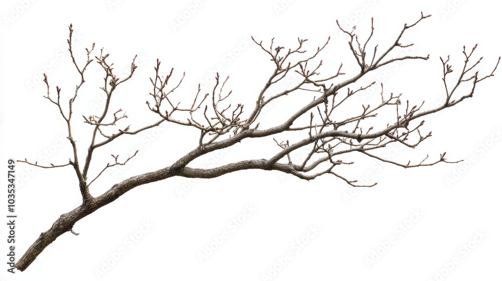 silhouette of a deadwood isolated on white. leafless branches silhouette of a deadwood isolated on white. leafless branches