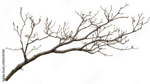 silhouette of a deadwood isolated on white. leafless branches