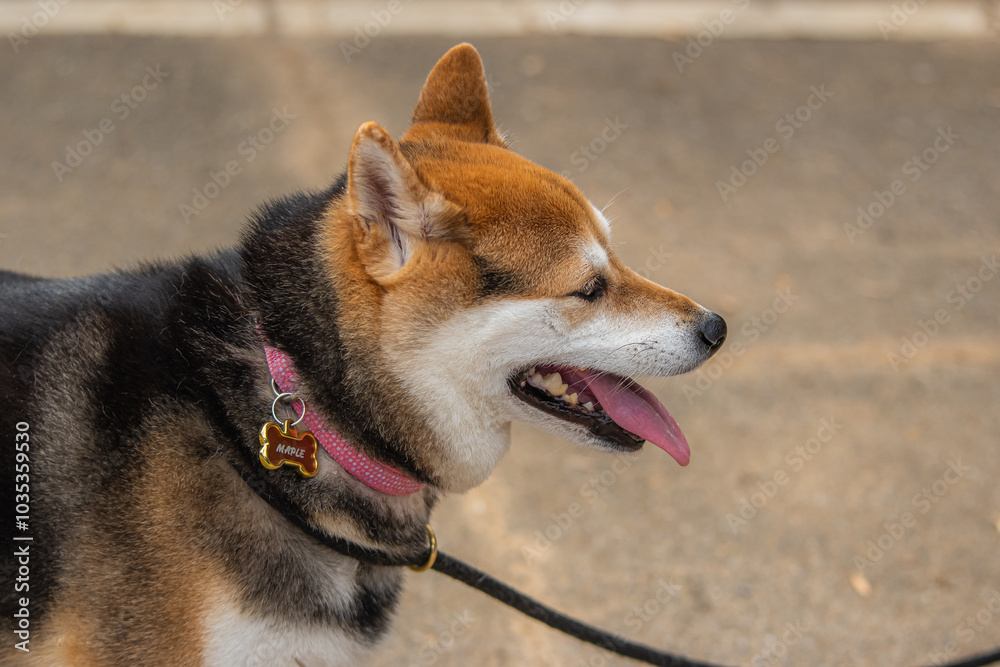 Obraz premium Fox-like in appearance, lion-like in spirit