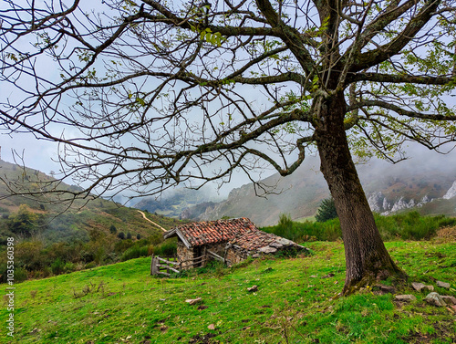 Cabin and tree in autumn, Aller, Asturias, Spain photo