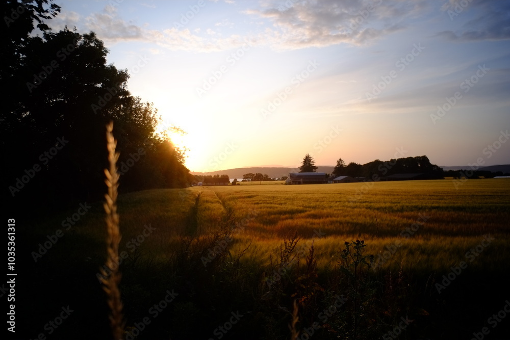 Fototapeta premium sunset over the field