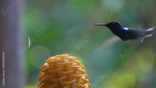 Hummingbird hovering descends to a beehive ginger flower in Mindo, Ecuador, wings rapidly flapping