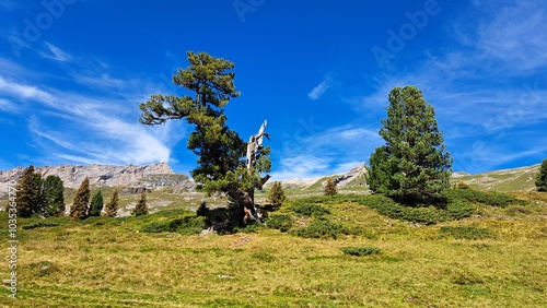 Kiefern in den Alpen photo