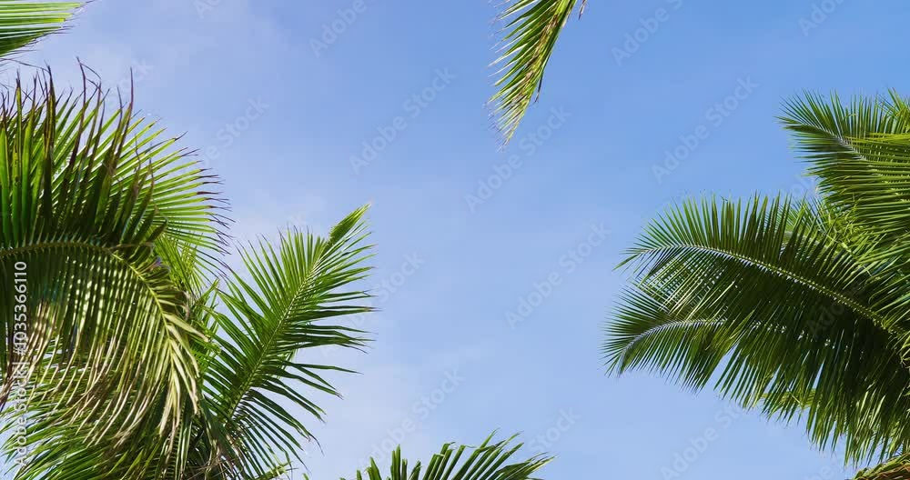 Coconut palm trees leaf through sunbeam view frame copy space. Coconut palm trees leaf through sunbeam view frame copy space.