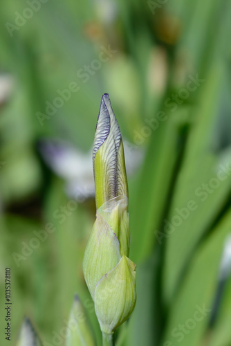 Miniature Tall Bearded Iris Quagga flower bud photo