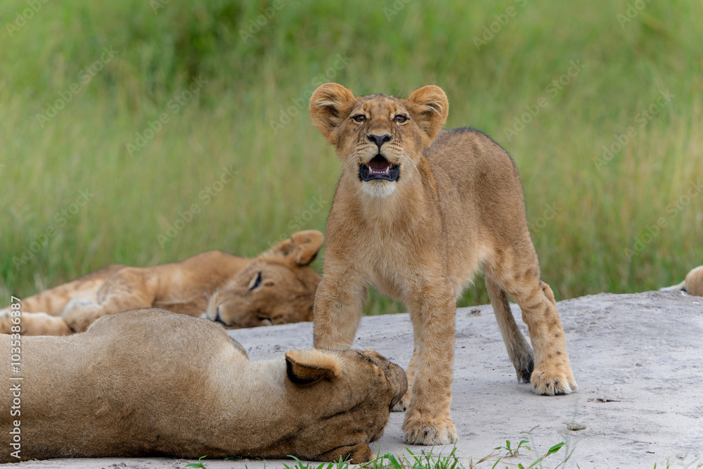 Lion (Panthera leo) cub waking up after a rest. The lion cub is awkae and wants attention from te adults in the Okavango Delta in Botswana