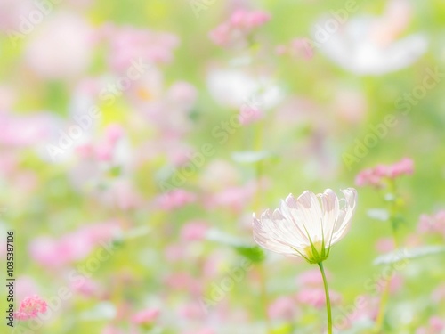 秋の公園や花壇を彩るコスモスのある風景。背景。自然風景素材。