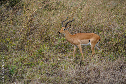Graceful Antelope in the Dry Savanna of Mikumi National Park