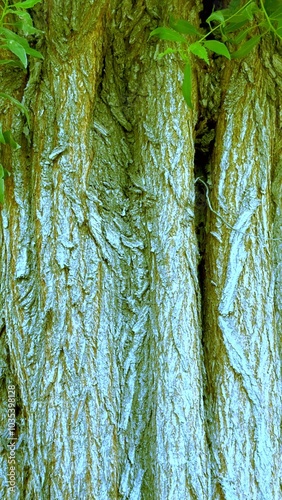 Pale blue-green bark texture features deep grooves and vertical patterns. Rugged natural surface suits outdoor visuals, rustic decor, or nature-inspired designs. photo