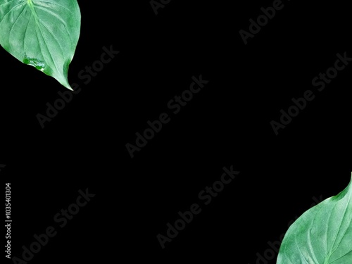 alocasia cucullata leaf isolated on white background , Buddha’s Hand, Chinese Taro, Elephant Ear