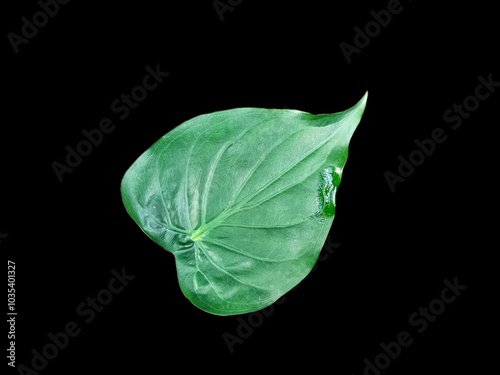 alocasia cucullata leaf isolated on white background , Buddha’s Hand, Chinese Taro, Elephant Ear