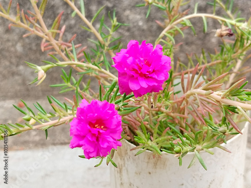 Portulaca grandiflora or moss rose flowers.. photo