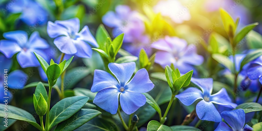 Blue periwinkle flowers blooming in a garden, plant, nature, flowers Blue periwinkle flowers blooming in a garden, plant, nature, flowers