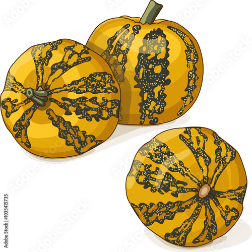 Group of Styrian oil pumpkin.  Winter squash. Cucurbita pepo. var. Styriaca. Fruits and vegetables. Clipart. Isolated vector illustration.