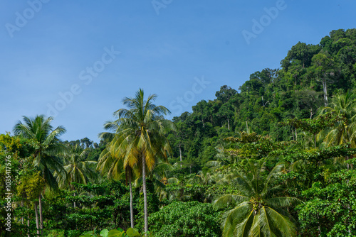 Lush green tropical forest with palm trees under a clear blue sky.