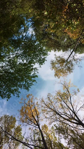 POV vertical forest view from below with beautiful blue sky and white clouds