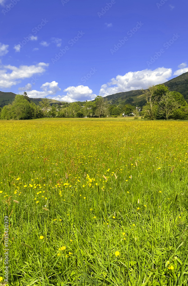 Beautiful wild field and blue sky Beautiful wild field and blue sky