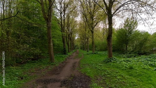 Serene Forest Path with Lush Greenery