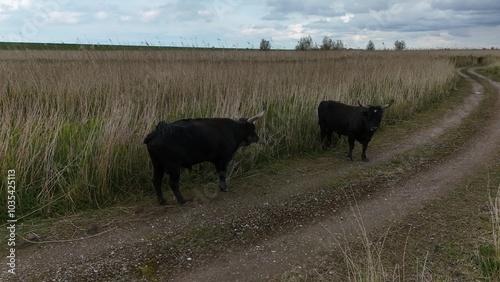 Bulls on a Dirt Path in a Grassy Field