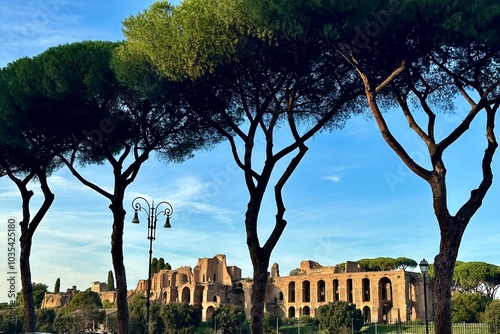 Circus Maximus from Rome city seen through the tall stone pine umbrella trees.